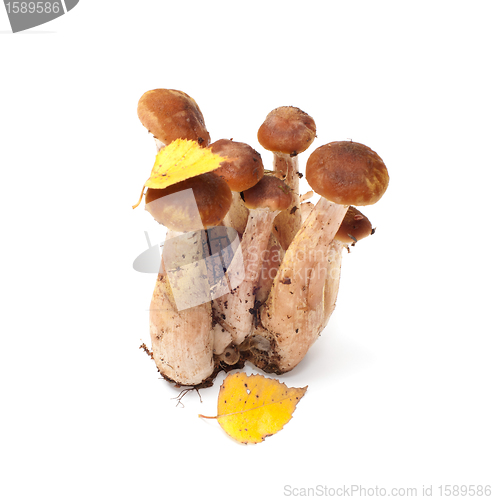 Image of Armillaria.