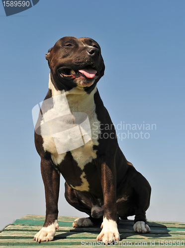 Image of american staffordshire terrier