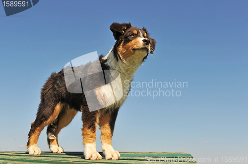 Image of puppy australian shepherd