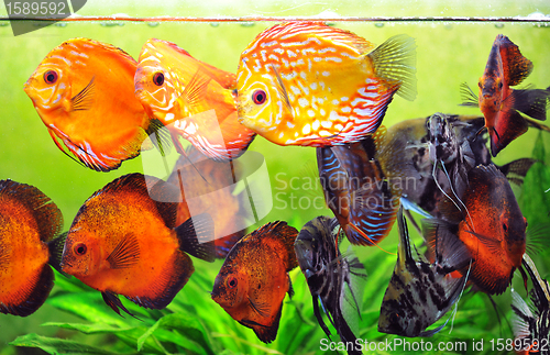 Image of aquarium