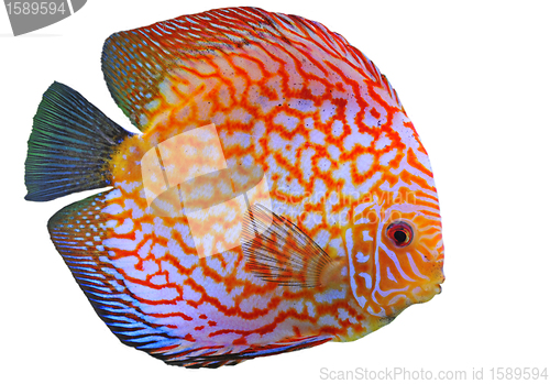 Image of discus