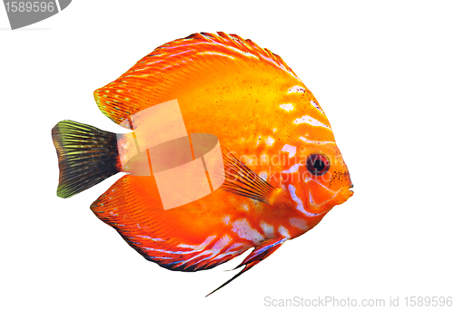 Image of discus