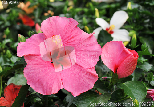 Image of hibiscus