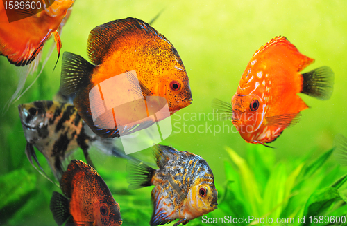 Image of discus in aquarium