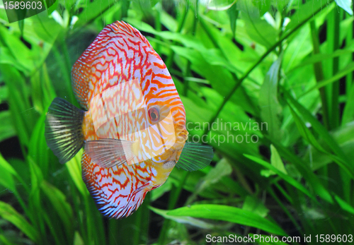 Image of discus