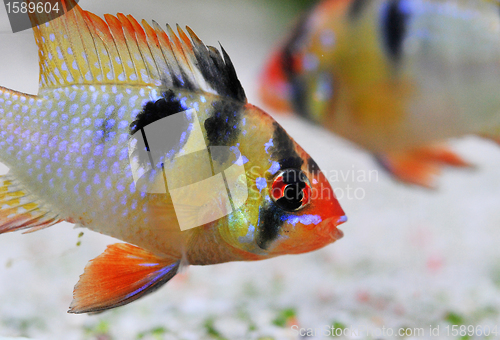 Image of apistogramma ramirezi