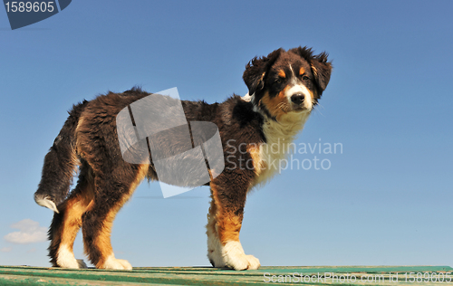 Image of puppy australian shepherd