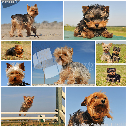 Image of yorkshire terrier