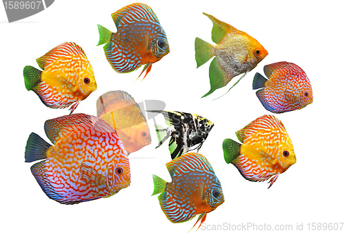 Image of group of fishes