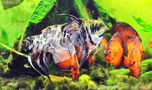 Image of fishes in tank