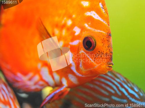 Image of red discus