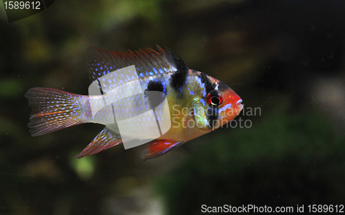 Image of apistogramma ramirezi