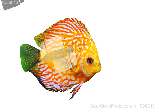 Image of young discus