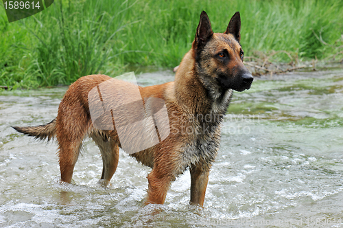 Image of malinois