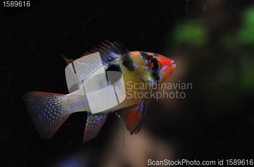 Image of apistogramma ramirezi