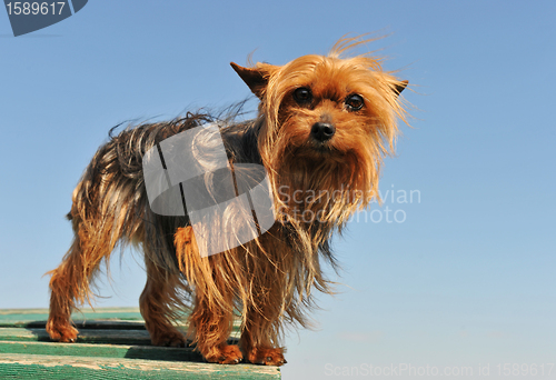 Image of yorkshire terrier