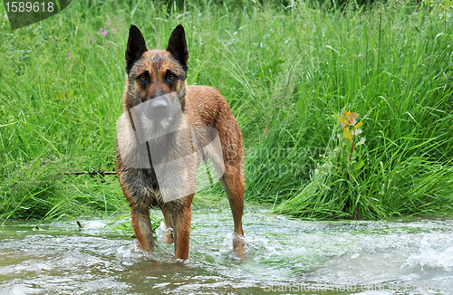 Image of malinois in river