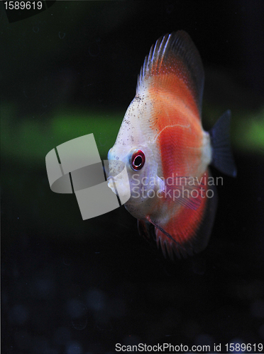 Image of young discus
