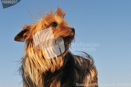 Image of yorkshire terrier