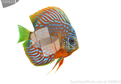 Image of discus