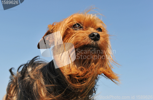 Image of yorkshire terrier