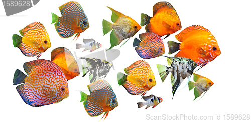 Image of group of fishes