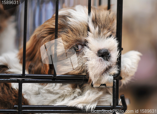 Image of puppy shihtzu in cage