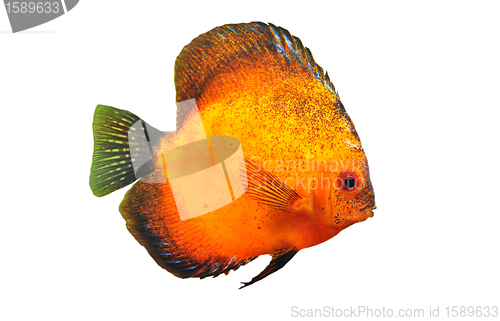 Image of young discus