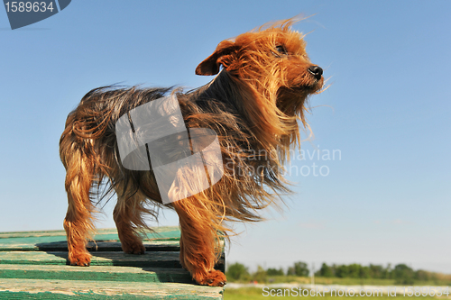 Image of yorkshire terrier