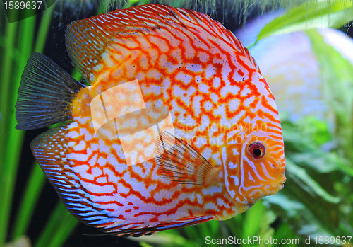 Image of discus