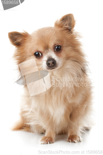 Image of Sad chihuahua sitting in front of white background 