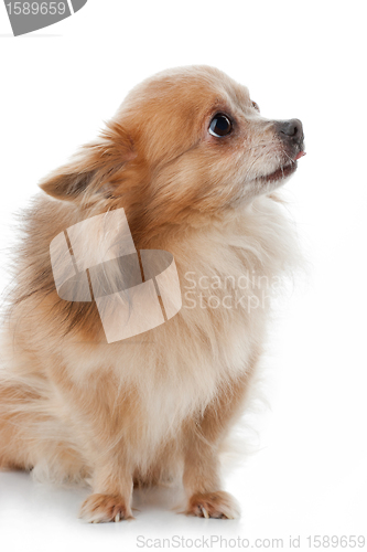 Image of Chihuahua dog portrait close-up on white background 