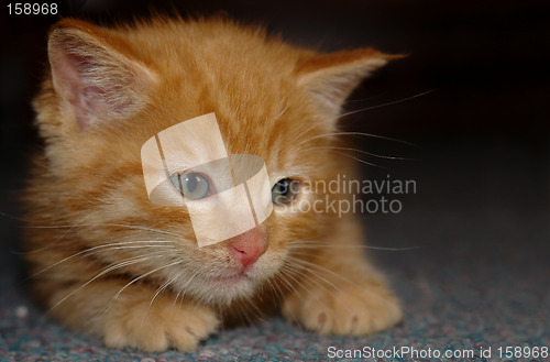 Image of the kitten