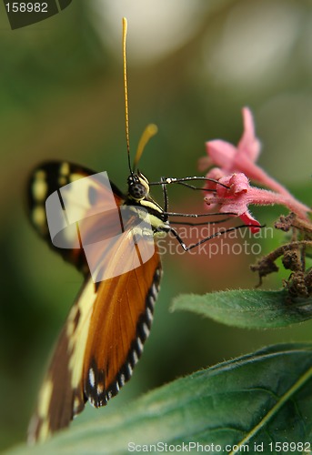 Image of ecuadorian butterfly