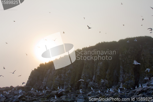 Image of The bird's rock and sunset