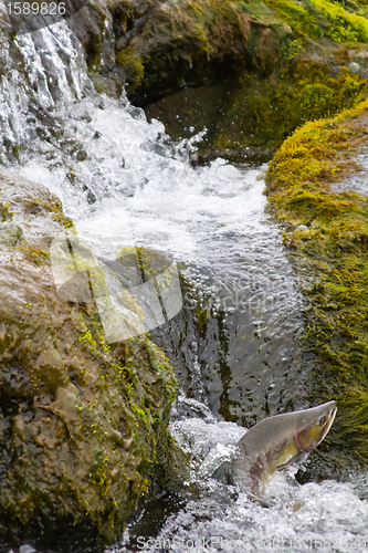 Image of The humpback salmon rises upwards on falls