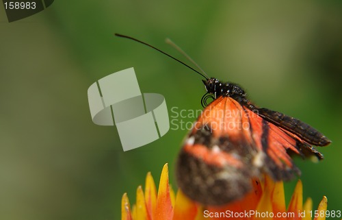 Image of ecuadorian butterfly