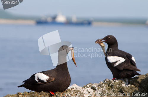 Image of Pair of the Pigeon Guillemots with small fishes