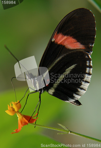 Image of ecuadorian butterfly