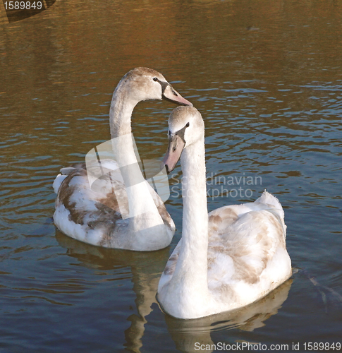 Image of Swan couple