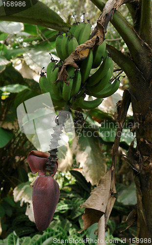 Image of banana tree flower