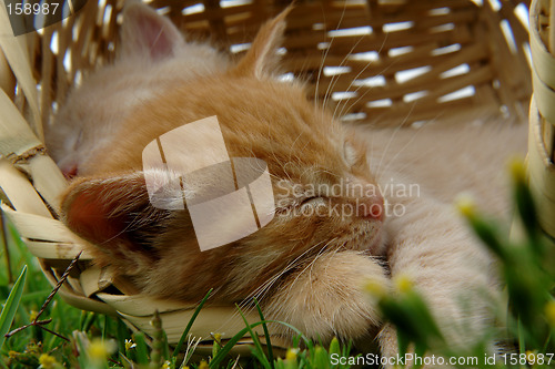 Image of two sleeping kittens