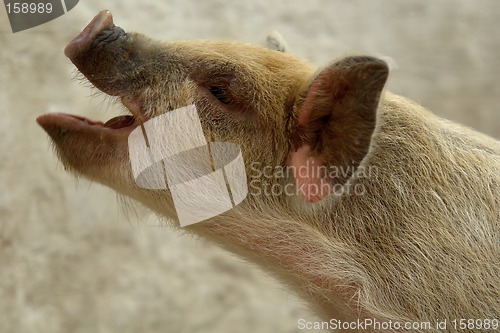 Image of the pig