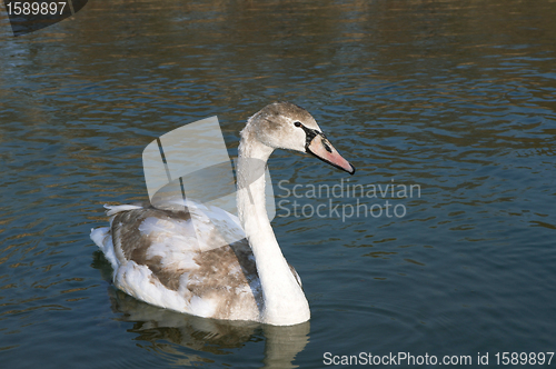 Image of Swan wild swimming alone on winter lake