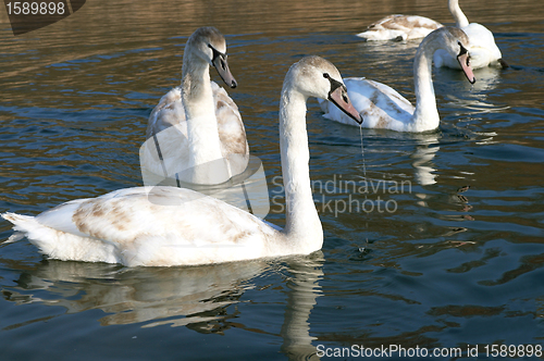 Image of Swan wild swimming on winter lake