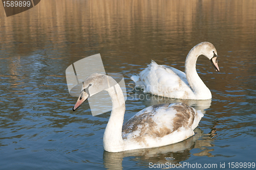 Image of Swan couple wild beautiful swimming on winter lake