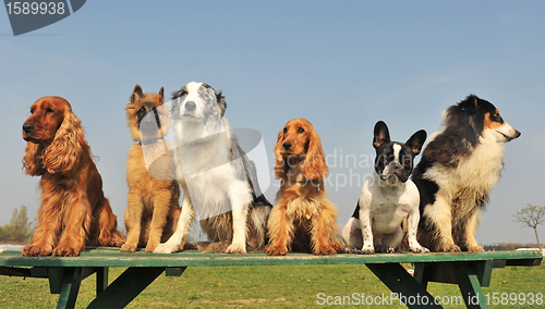 Image of five little dogs