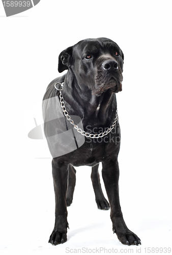 Image of italian mastiff