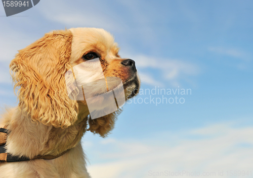 Image of puppy american cocker