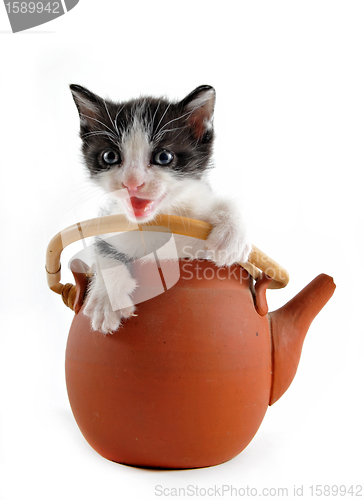 Image of kitten in teapot